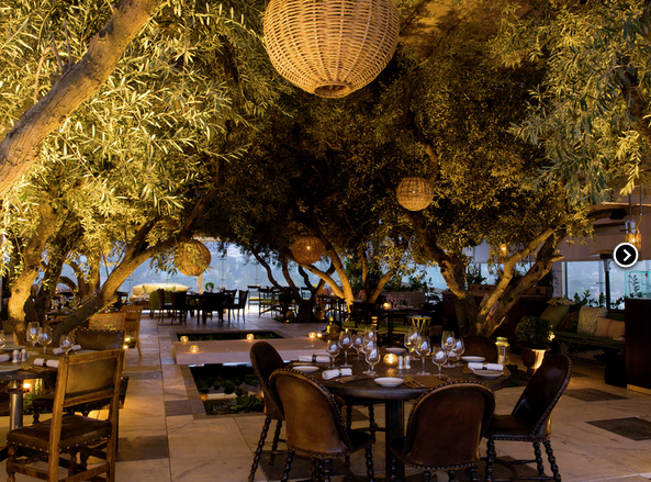 Global Rant: Honey Bee