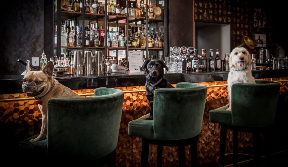 COCKTAILS AND DOGTAILS